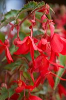 Begonia 'Starshine Red'
