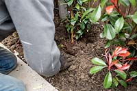 Border on new patio area being planted with Elaeagnus x Ebbingei, Photinia Red Robin, Trachelospermum jasminoides