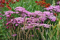 Achillea 'Lilac Beauty' with Calamagrostis 'Karl Foerster'