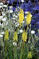 Kniphofia 'Lemon Popsicle' with Lychnis and eryngium
