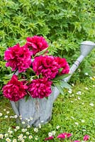 Paeonia officinalis rubra plena in old watering can