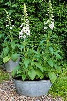Digitalis purpurea F1 'Dalmatian White' - White foxgloves planted in old tin bath