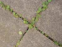 Self seeding Lady's mantle in cracks in patio.  Alchemilla mollis