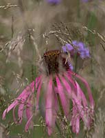 Combination of grasses, verbena and echinacea pallida