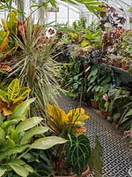 Greenhouse combination of houseplants - tender perennials, exotic and tropical collection