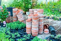 Terracotta flowerpots in a greenhouse