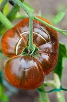 Solanum lycopersicum 'Black Crimea'