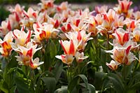 Tulipa 'Floresta'