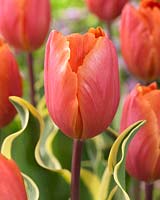 Tulipa 'Arianne Smit'