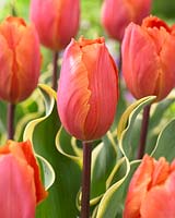 Tulipa 'Arianne Smit'