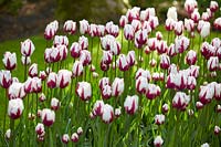 Tulipa 'Flaming Baltic'