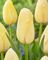 Tulipa 'Bollene'