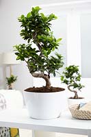 Ficus 'Ginseng'