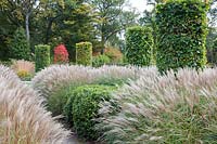 Columns of Fagus sylvatica, underplanted with clipped Box hedging and Miscanthus sinensis 'Yakushima Dwarf', flowering in October
