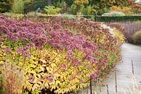 Perennial Autumn border with Eupatorium Maculatum Atropurpureum Group Riesenschirm, Veronicastrum virginicum 'Fascination', Helenium 'Rubinzwerg' - RHS Wisley 