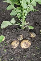 'Frieslander' potatoes being harvested.