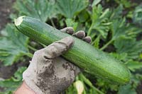 Courgette being harvested.