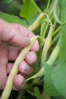 Harvesting Phaseolus vulgaris 'Gondola'