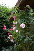 Rosa 'Kathleen Harrop' climbing up wall of thatched cottage