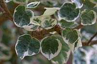 Disanthus cercidifolius 'Ena-nishiki'