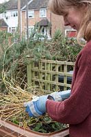 Pruning a Cornus sanguinea - lady disposing of small cut branches in garden waste bin