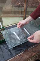 Placing glass over seed trays on propagating bench in greenhouse