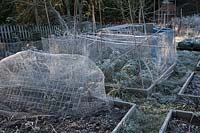 Winter brassicas protected from birds by wire netting