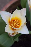 Tulipa 'Dwarf Floresta', grown in terracotta pot