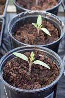 Tomato seedlings recently potted up, on greenhouse bench. Tomato 'Costoluto Fiorentino'