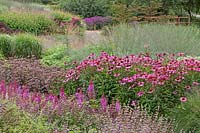 Echinacea purpurea,  Astilbe chinensis 'Purpurlanze', Sedum Matrona, Monarda, Persicara, Sidalcea candida 'My Love' -  Millennium Garden - Pensthorpe Gardens, Norfolk - Late July 2017