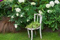 Hydrangea arborescens 'Annabelle' in border with planted white seat