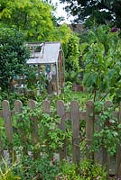 Garden view with wooden greenhouse and wooden picket fence