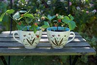 Woodland strawberries in china cups on painted green chair
