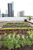 Overview with vegetables on the rooftop kitchen garden in the centre of Rotterdam, Holland.