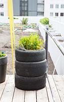 Tyres used as a container. Rooftop kitchen garden in the centre of Rotterdam, Holland.