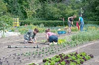 Jessica Zwartjes and volunteers planting and raking in the communal garden.