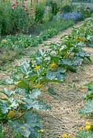 Courgettes plants with yellow flowers surrounded with straw.