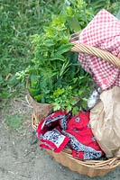 Basket filled with freshly harvested herbs.