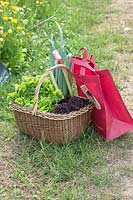 Leek, Rhubarb, Green Leaf and Oak leaf Lettuce freshly harvested in a basket.