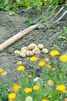 Harvesting potatoes.