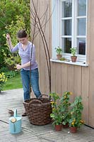 Creating a teepee plant support for Thunbergia