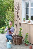 Planting Thunbergia into basket with a teepee support

