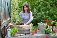 Planting an old wooden crate with tomatoes and pelargoniums