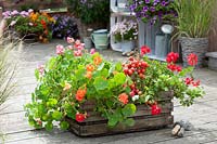 Old wooden crate planted with tomatoes, nasturtiums and pelargoniums