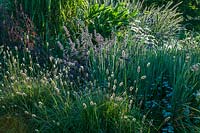 Mixed border with Pennisetum messiacum 'Red Buttons' at Marchants