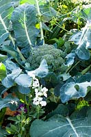 Brassica oleracea var. italica - broccoli