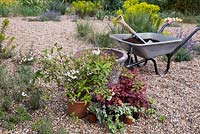 Materials required to plant stone container including Ivy, Deutzia Lemoinei and Heuchera 'Boysenberry'