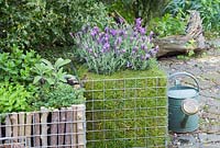 Gabion container filled with Lavandula Stoechas