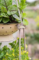 Herb hanging colander filled mixed salad and herbs