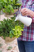 Watering herb hanging colander filled mixed salad and herbs